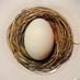 Magnus Nilsson (@faviken) Twitter profile photo Magnus Nilsson (@faviken) Twitter profile photo
