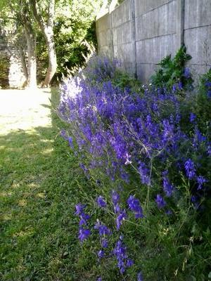 Chichadevela's profile picture. 