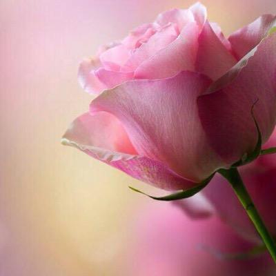 هـكَـذا انـا دائِـمَا اِكْـوِن الرّاقِيْه بِفكّرِي لِـذلِكَ هم فقط يـرَاقِـبـونَ لَعلهـم يـفْهـمون انـا مِـن اِكـوِن.؟؟