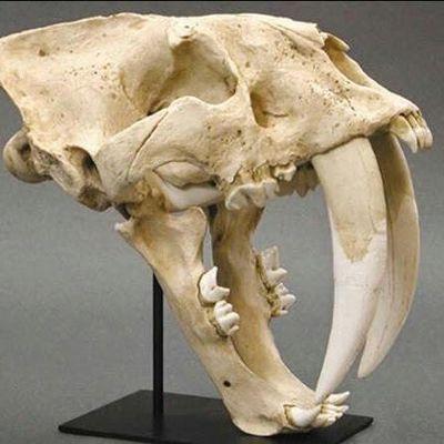 colmillo18's profile picture. 