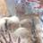 khunplawan's profile image