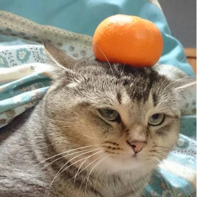 1atsukotsua1's profile picture. 城南/川女/富大＊医女＊/軟て(^^)/