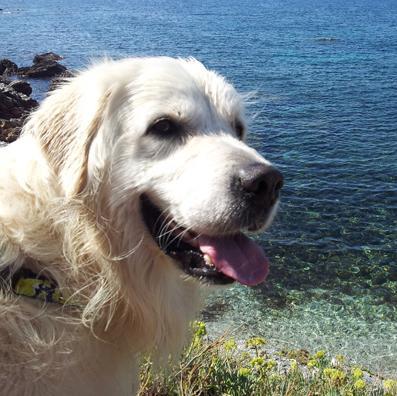 EnglishLecture2's profile picture. Academic coach, former Senior University Lecturer in English. Christian, owned by a golden retriever. Website offers free study & research materials.