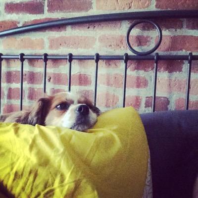 Maggie the Pup of Boston. A Cavachon who thinks she is human. Loves toys, humans and being codependent.