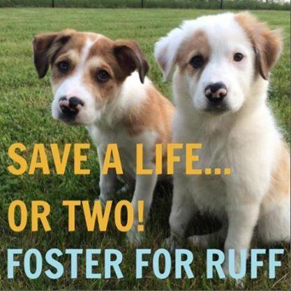 RUFF_Rescue's profile picture. RUFF-Rescuers United for Furbabies. We rescue dogs from bad situations. We spay/neuter and treat them, and then we help them get their “fairytail” ending.