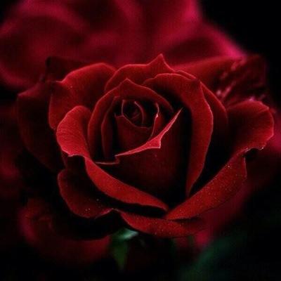 TTRIYK1's profile picture. 