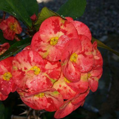 ArzenoMercedes's profile picture. 