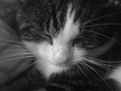 salut moi c'est lechatcool et je fait que dire MIAOU!!Et quand je te remercie de m'avoir follow je te dit MIAOU♥ TOULOUSE (Follow back)