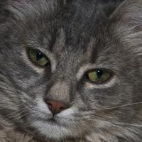 MARCELLINO PIO RUSCA (@ruscamar) 's Twitter Profile