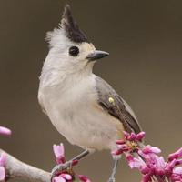 İlim Duası (@ilimduasi) 's Twitter Profile