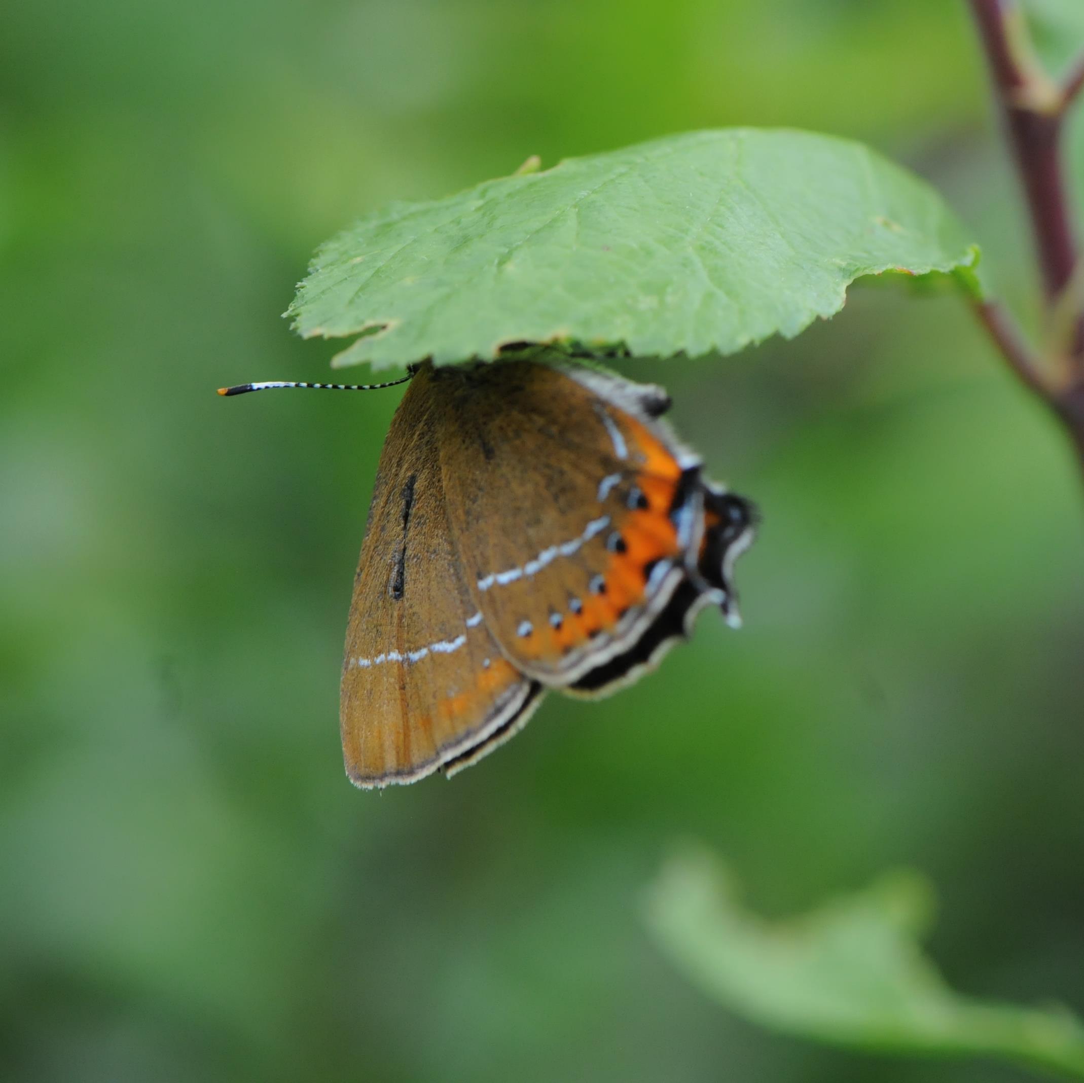 The Langdyke Countryside Trust owns and manages seven nature reserves between Peterborough and Stamford. With over 120 household members, we work for nature.