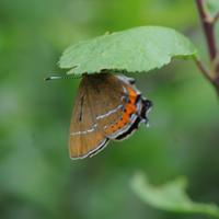 Langdyke Countryside Trust(@langdykeCT) 's Twitter Profileg