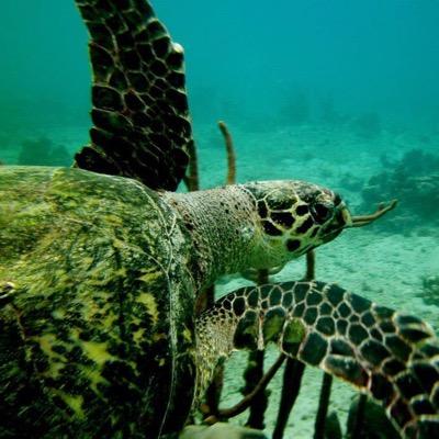 Showcasing the underwater world of Barbados to every corner of the earth....