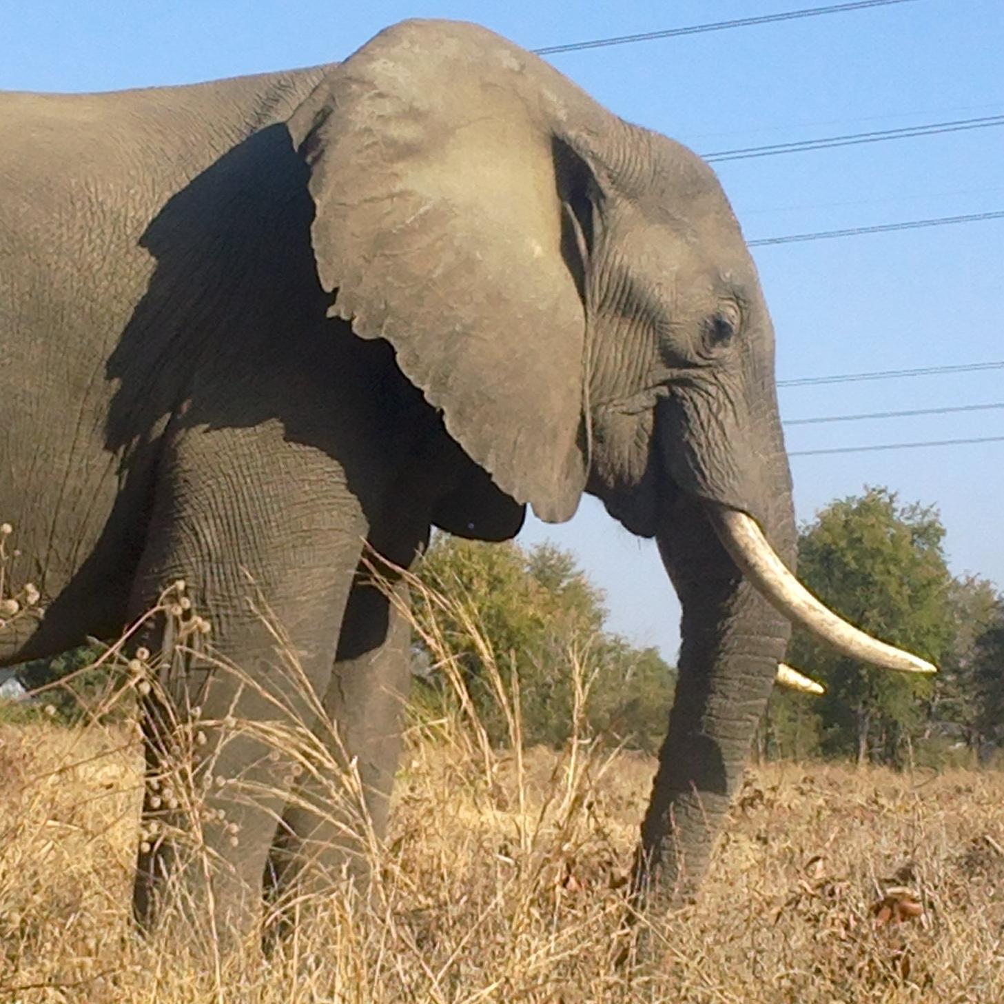 • Canoeing – Explore trips (Kariba – Kanyemba section)
• Tented Safari trips – Mana Pools 
• Kariba – Manapools 2day trips
• Game Drives
• Game Walks
• Fishing