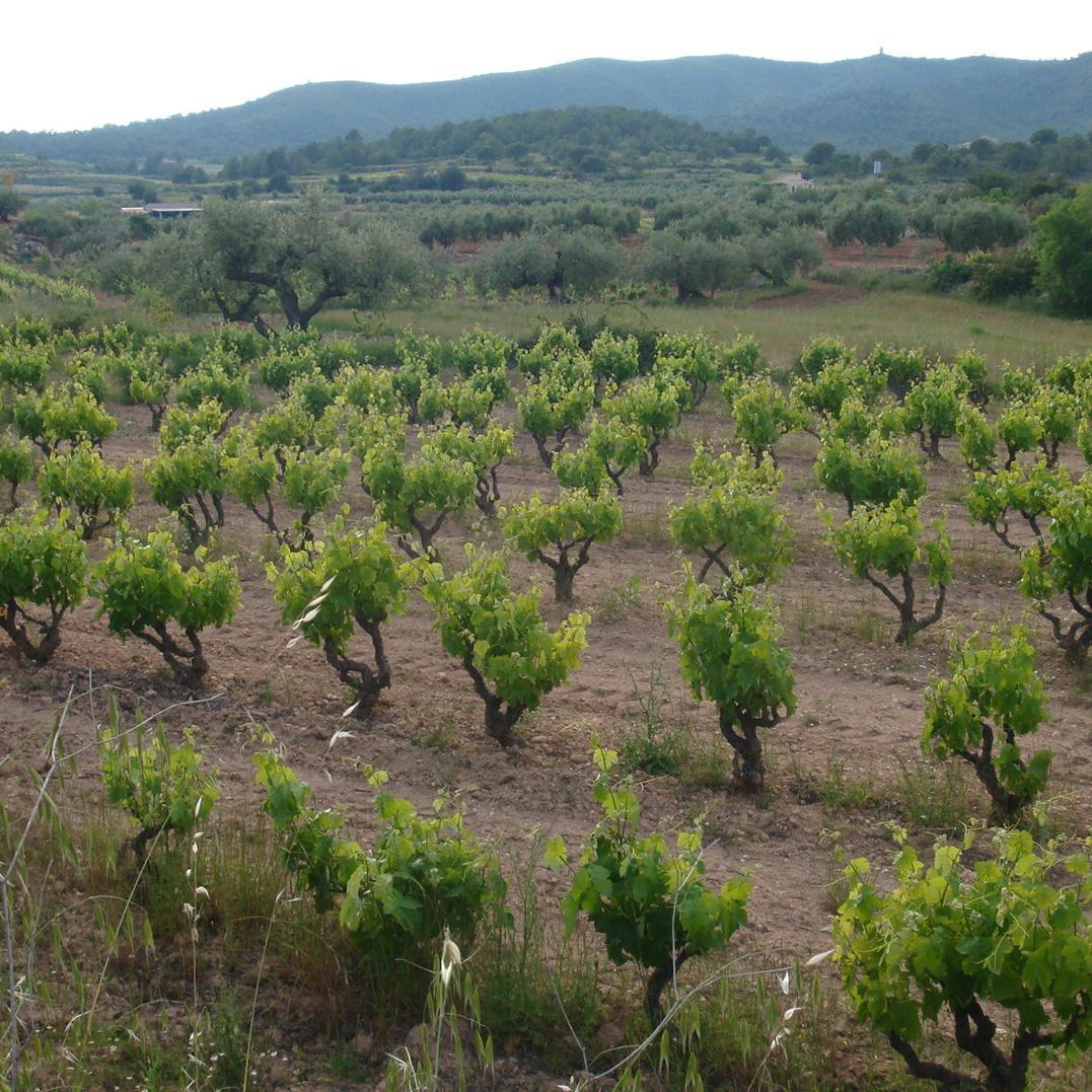 Enamorat de la Terra i de la Vida. La Sismologia i l'Art les meves passions. Ciutadà del Mon.