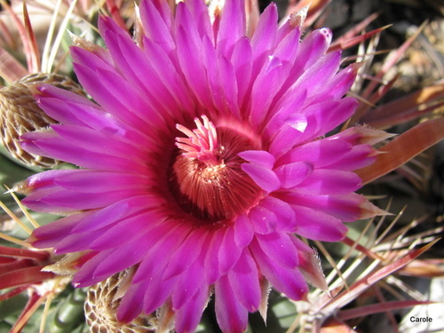 Neighborhood Activist, Docent, Nature Lover, Progressive, Photographer, Reader, Gardener, Hiker, Writer, Desert Rat, #resister