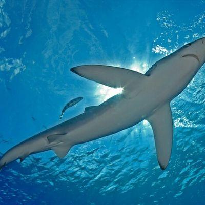Save_Sharks_'s profile picture. I want to show that sharks are so beautifull animals.We schould give everything to save them. Sharks are very important animals and we shouldn't kill them all.