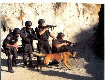 cinófilo há 27 anos e instrutor de adestramento de cães da K9 TRAINER DOGS ESCOLA