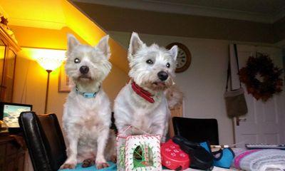 kekinhg's profile picture. I am Angus T Westie with my bruv Benjie T Westie, Nicole is our mum, love walks and sausage cake, nomnomnom