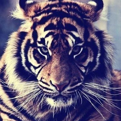 Alex_Aleks0's profile picture. 