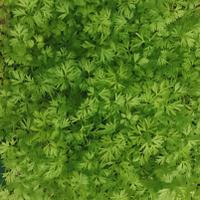 Dave Heffernan (@little_cress) 's Twitter Profile