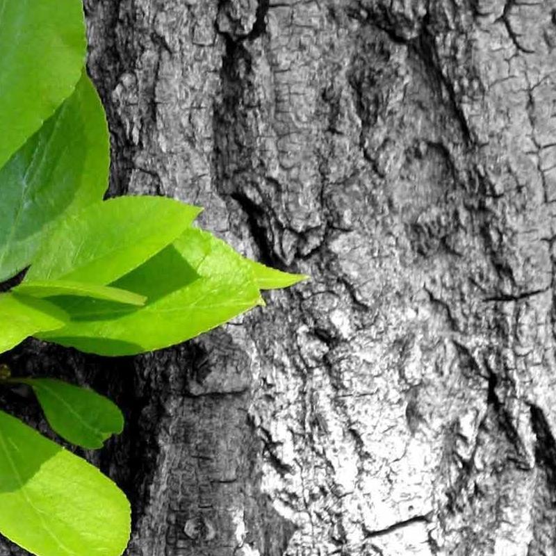 peppufnrds's profile picture. nothing