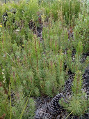 #soyforestal
a pie de campo y a campo abierto. Enseñando.