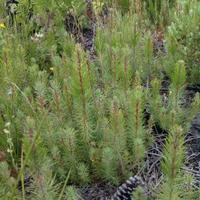 Pinariego (@josegypaetus) 's Twitter Profile