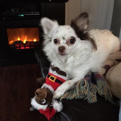 petsmartalbany's profile picture. @lisajones