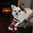 petsmartalbany's profile image