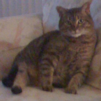 TheSmellyFox's profile picture. I liek milk and i liek football