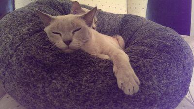 channing_cat's profile picture. Channing a lilac burmese cat model - instagram - channing_cat