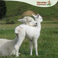 Nevalea Alpacas (@nevaleaalpacas) Twitter profile photo