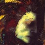 Endominaida's profile picture. 