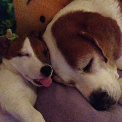 ❤️Dentasticks. Verjaardag was op 1 november. Ik heb een zusje Bizzy (Jack Russell) die is 29-09-2014 geboren. Ik ben 10,5 jaar geworden.