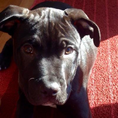 KimKlmellinger's profile picture. 