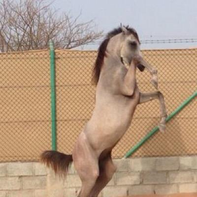 SaeedAl70466147's profile picture. 