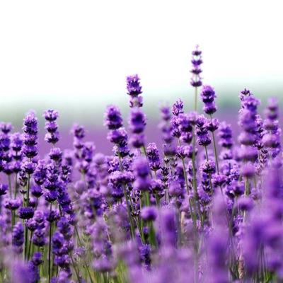 SFbathnbody's profile picture. 