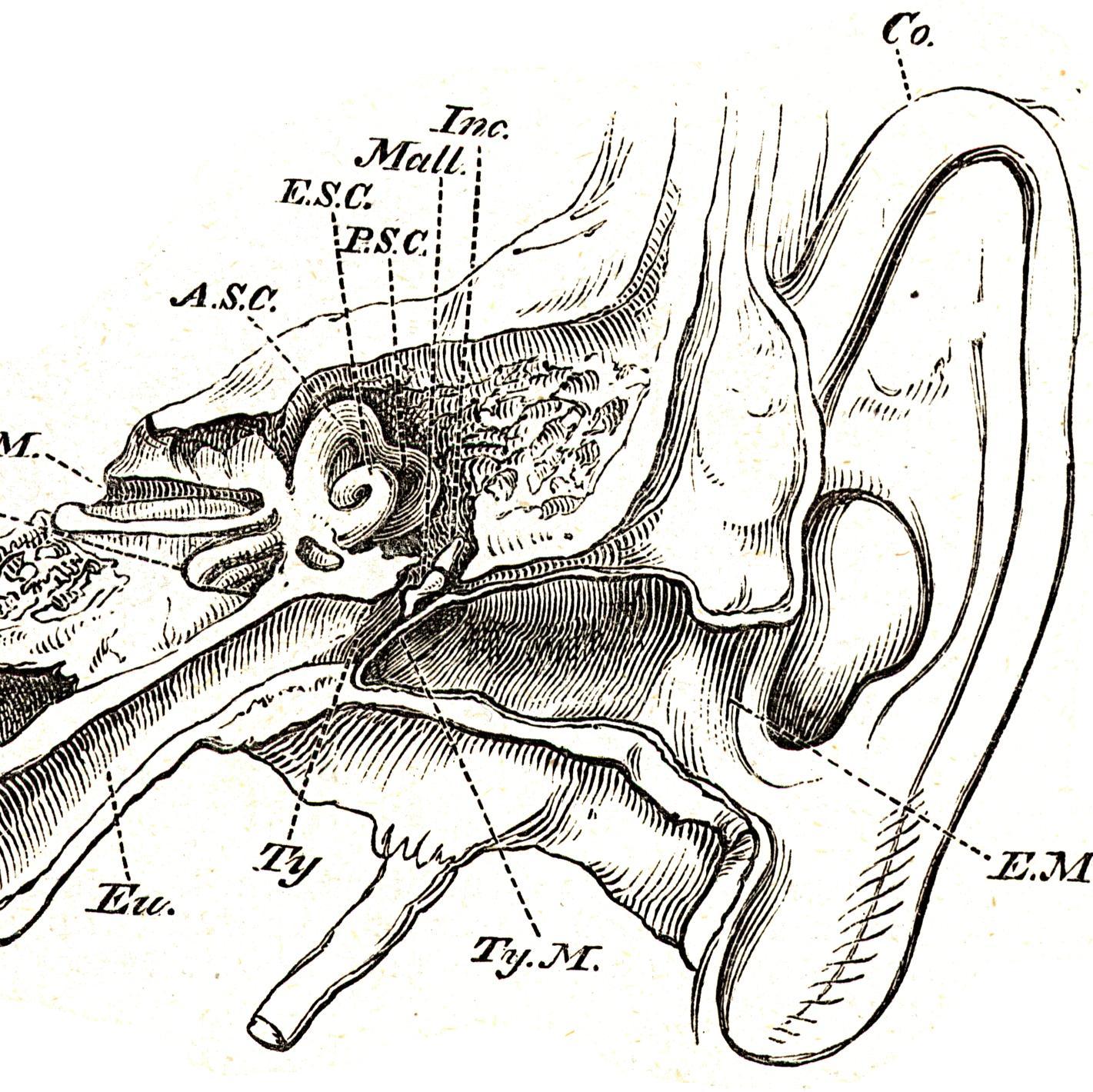 howtoplaytheear's profile picture. Selected music lessons for the earstrument.