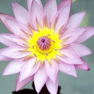 MaralArt's profile picture. 