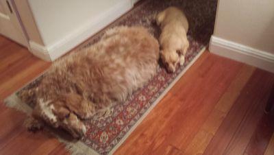 Dancer0525P's profile picture. 