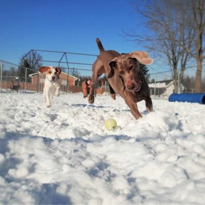 Little River Pet Resort is Clevelands #1 boarding & daycare dog resort, four years in a row! Call 440-236-8905 to book your dogs vacation today!
