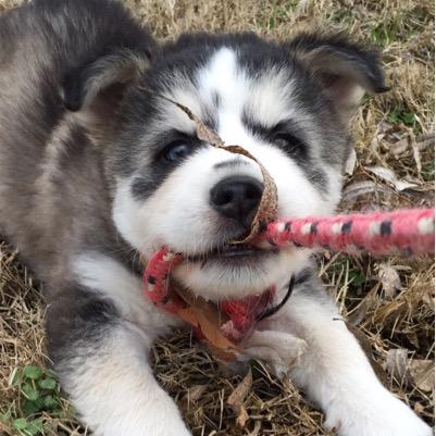 Huskypornn's profile picture. Cute Husky Pictures .