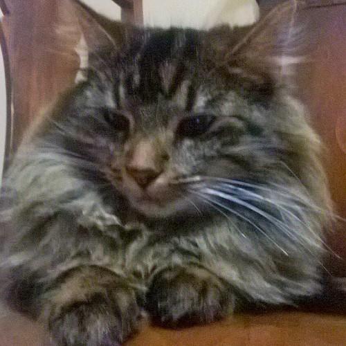 Hey, everybody it's your favorite kitty jasmine.