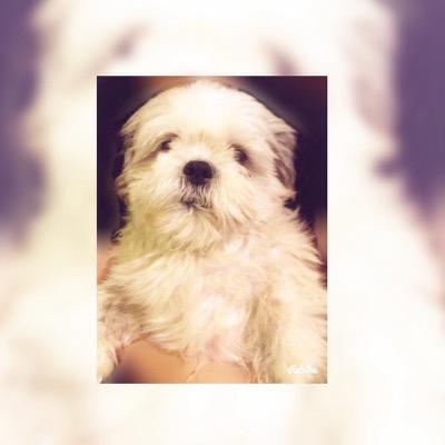 Fluffy Dog . Not just any dog but a 5SOS Dog . Follow the lads @5SOS