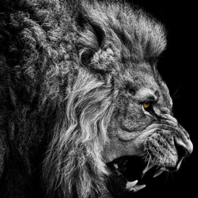 GBaller's profile picture. Stalking TML stocks of the next bull market. Looking for rare 🦄 where macro, fundamentals and technicals UNITE! $IREN $CIFR $LEU $VRT $SNDK $MRVL