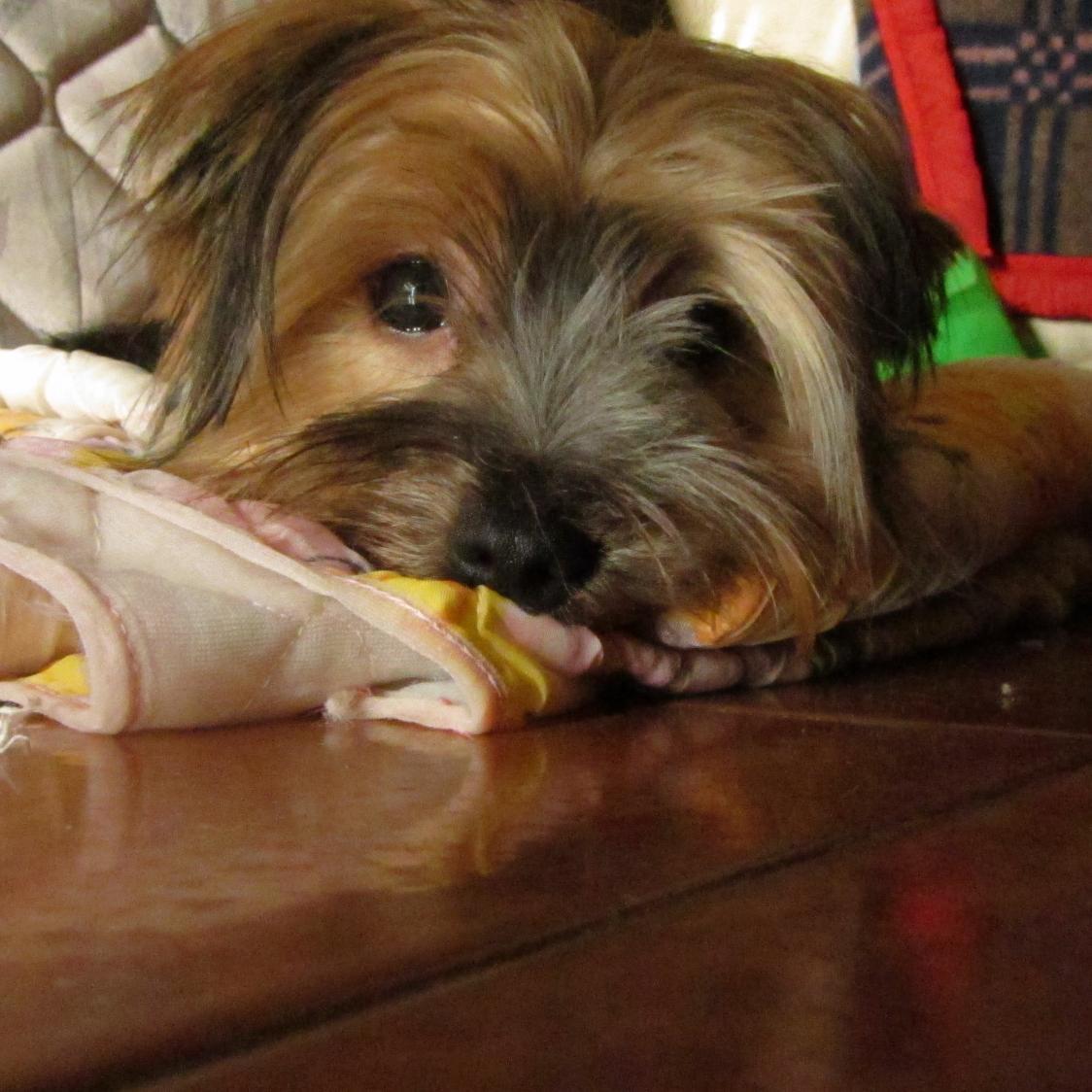 anlucki's profile picture. Normalmente no muerdo; puede que te haga reir, te preocupe mortalmente o ambas; sarcástico y tragicómico; cinco octavos ingeniero; desarrollador por opción; EOF