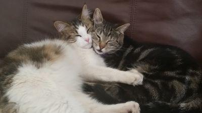 MoonstazAR's profile picture. 