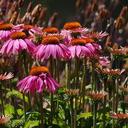 Rosa Sequeira - @rosasequeira69 - Twitter