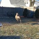 Shaun Kirkpatrick - @PandaBearSK - Twitter